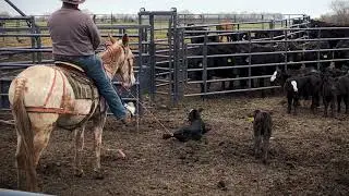 Rio - Auction HIP #14 - Jake Clark Mule Days 2019