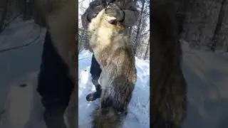 #мой первый волк/#my first wolf