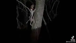 #Coonhunting  Walker Coon Dog Treeing Walker.