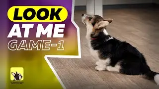 How to Teach a dog 