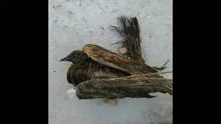 Scott Ballard - Love of the world (demo I sent to Rorac)
