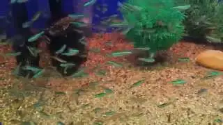 Paracheirodon simulans (Green Neon Tetra)