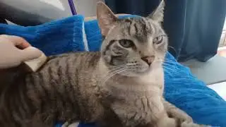 Pure Bliss: Watch This Cat Enjoy the Ultimate Brushing Session!