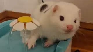 ChiChi the mink at play in a silly way!