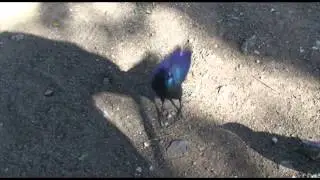 Cape glossy starling