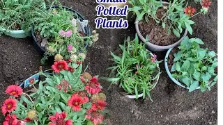Protect Small Potted Perennial Plants In Winter (Zone  7)# 180