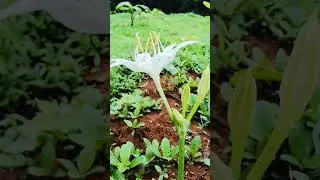 then merku paruva kaatru #shortsvideo #flowers #nature
