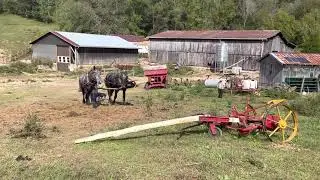 Levi & Wrangler Percheron Draft Team For Sale 2 year olds MOWING MACHINE VIDEO call 606-303-5669 ☎️