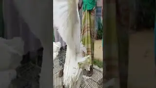 Most beautiful pigeon business satisfaction video || Amazing production ideas #Shorts