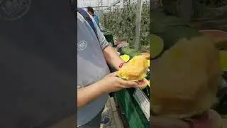 Farm Fresh Ninja Fruit Tik Tok China EP 322
