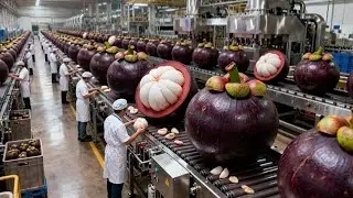 Inside the Mangosteen Factory: From Fresh Fruit to Premium Syrup (Full Process)
