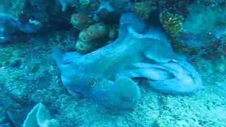 Sea Saba - Octopus