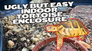 Easy, But Crappy Indoor Hermanns Tortoise Enclosure