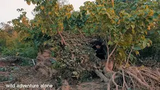 Full video: 18 days of building a house alone under a tree #wild #liveoutdoors