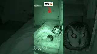 OMG 😱 Big Owl in Girl's bedroom l #cctv #scary #wildlife #owl #animals #wildlife