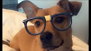 Snapchat filters for your DOG: How to use new AR lenses for you and your dog