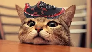 Catlike Whisper MTB shoes unboxing goes wrong (100% CATlike)