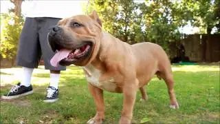 Too Short of Bako Bullyz