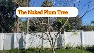 Uncover the Secrets of the Naked Hog Plum Tree
