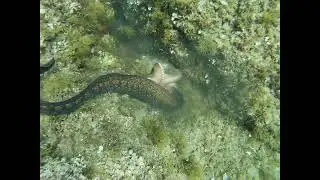 #Morayeel attacks an #octopus