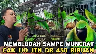 LUBER SAMPE MUNCRAT || CUCAK IJO JANTAN DR 450 RIBUAN DI PASAR BURUNG PRAMUKA 