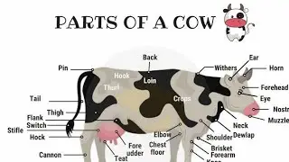 External body points of cattle part 2