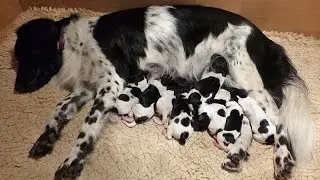 Live stream Friese Stabij kennel fan'e Sudewyn