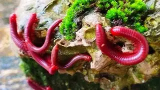 From Forest to Pet: The Fascinating World of Pet Millipedes
