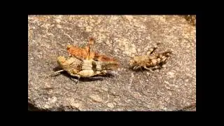 Auspann-Versuch von Oedipoda caerulescens