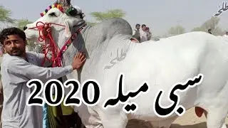 Sibbi Mela 2020 | #trending #sibi #bhagnari #sibbi #video #viralvideo #trending #cattlefarm #trend