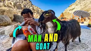 Man Feeding a Friendly Goat Some Chips
