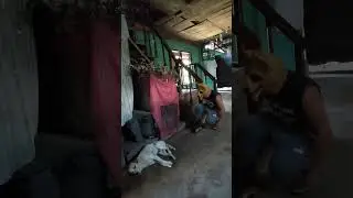 Dog prank - dog head mask #dogprankvideo #dogprank #dogvideo