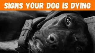 How To Recognize When Your Dog Is Dying - 7 Critical Signs