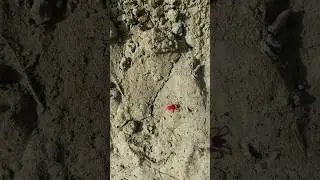 बताओ आप इसे क्या कहते हैं ? #explore #redworm #geusekro #shortvideo #desilifestyle #newvideo #farm