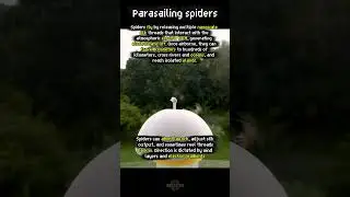 Flying spider uses electricity  #nature #animals #spider