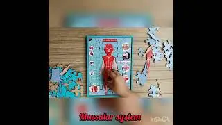 Multilayer Human Anatomy Puzzle