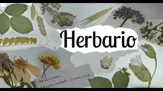 Como hacer herbario parte 2 I Pegar, etiquetar y presentar
