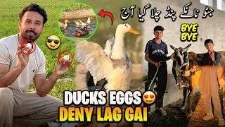 Ducks Eggs Deny Lag Gai🥚😍New Cow Agai Aj Rate bht Zada😱