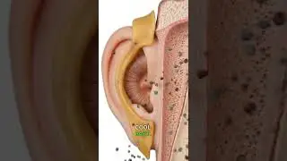 Stop cleaning your ears with cotton swabs