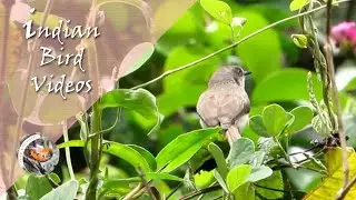 The Grey Breasted Prinia (Prinia hodgsonii) - Indian Bird Videos