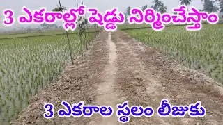 3 ఎకరాల స్థలం లీజుకు 94403 91513 sheep goats farming