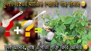 গোলাপ গাছে ফুল নাই? গার্ডেনাররা লুকিয়ে রাখে এই সিক্রেট স্প্রে রেসিপি | Rose Magic Spray