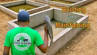 How We Farm Catfish at Otto&rsquo;s Farms &ndash; Pond Construction & Maintenance in Cameroon