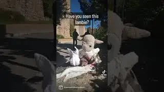 Broken-hearted Lambie update... #travelvlog #lambiecomehome #travel #travelswiththecontessa