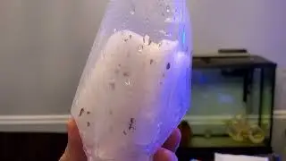 Part 1 - Unedited Update - Copepods and Amphipods Order. Can this be real?! READ DESCRIPTION!!!