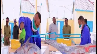 Saylada cusub kalluunka ayaa laga furey Magalada ...