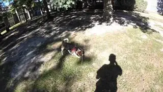 Easy Walk Dog Harness Review