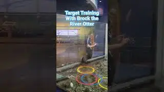 River Otter Target Training