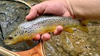 June Fly Fishing with Lively Legz Nymphs and Tips