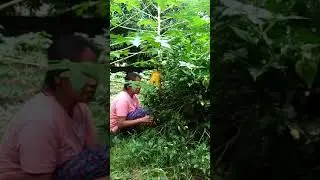 Mangunguha ng sili png sambar ni doc